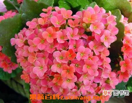 长寿花如何养殖 长寿花的养殖方法和注意事项