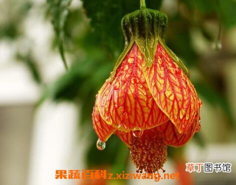 毛灯笼花的养殖方法和注意事项