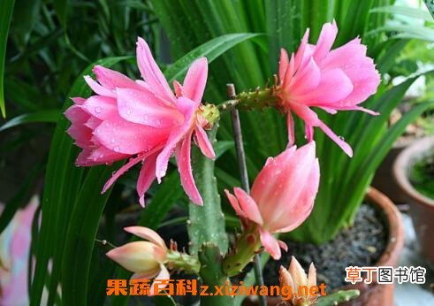 令箭荷花的养殖方法和注意事项