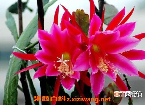 令箭荷花的养殖方法和注意事项