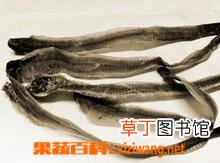 地龙的功效与作用