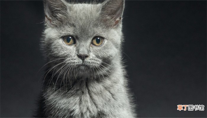 梦见打猫是什么预兆