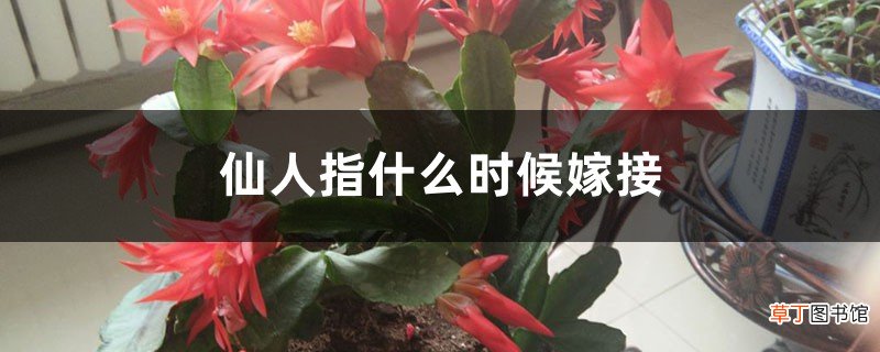 仙人指什么时候嫁接