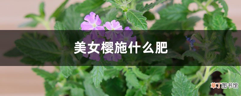 美女樱施什么肥