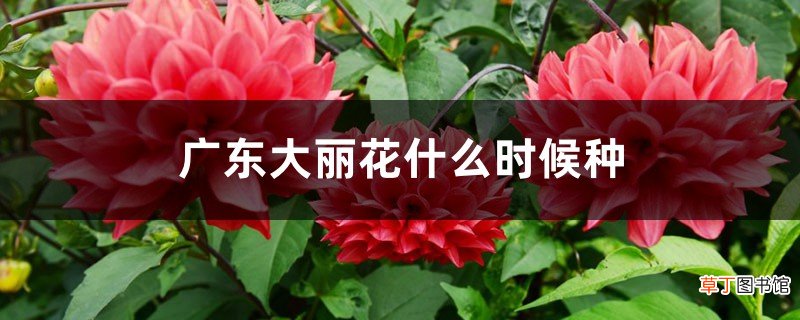 广东大丽花什么时候种