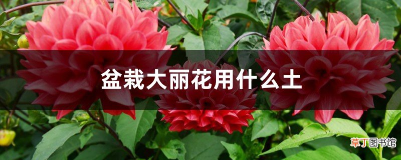盆栽大丽花用什么土