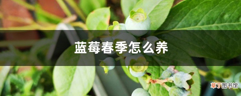 蓝莓春季怎么养