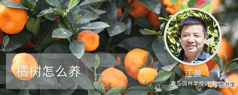 橘树怎么养