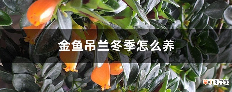 金鱼吊兰冬季怎么养