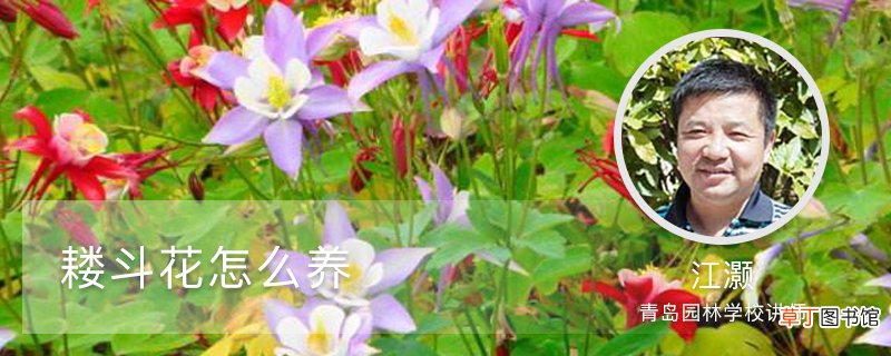 耧斗花怎么养