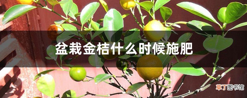 盆栽金桔什么时候施肥
