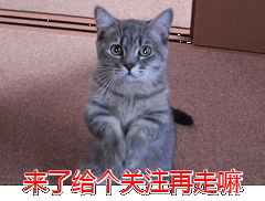 饲养宠物犬的常识 宠物狗知识