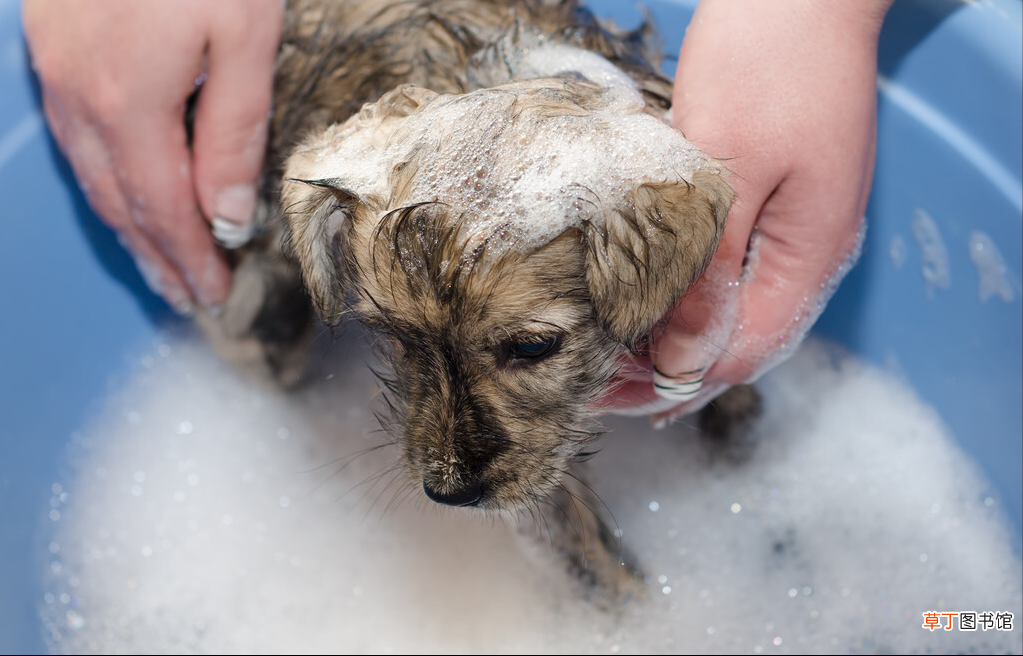 饲养宠物犬的常识 宠物狗知识
