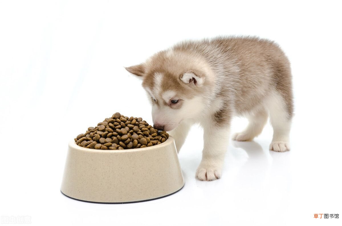 饲养宠物犬的常识 宠物狗知识