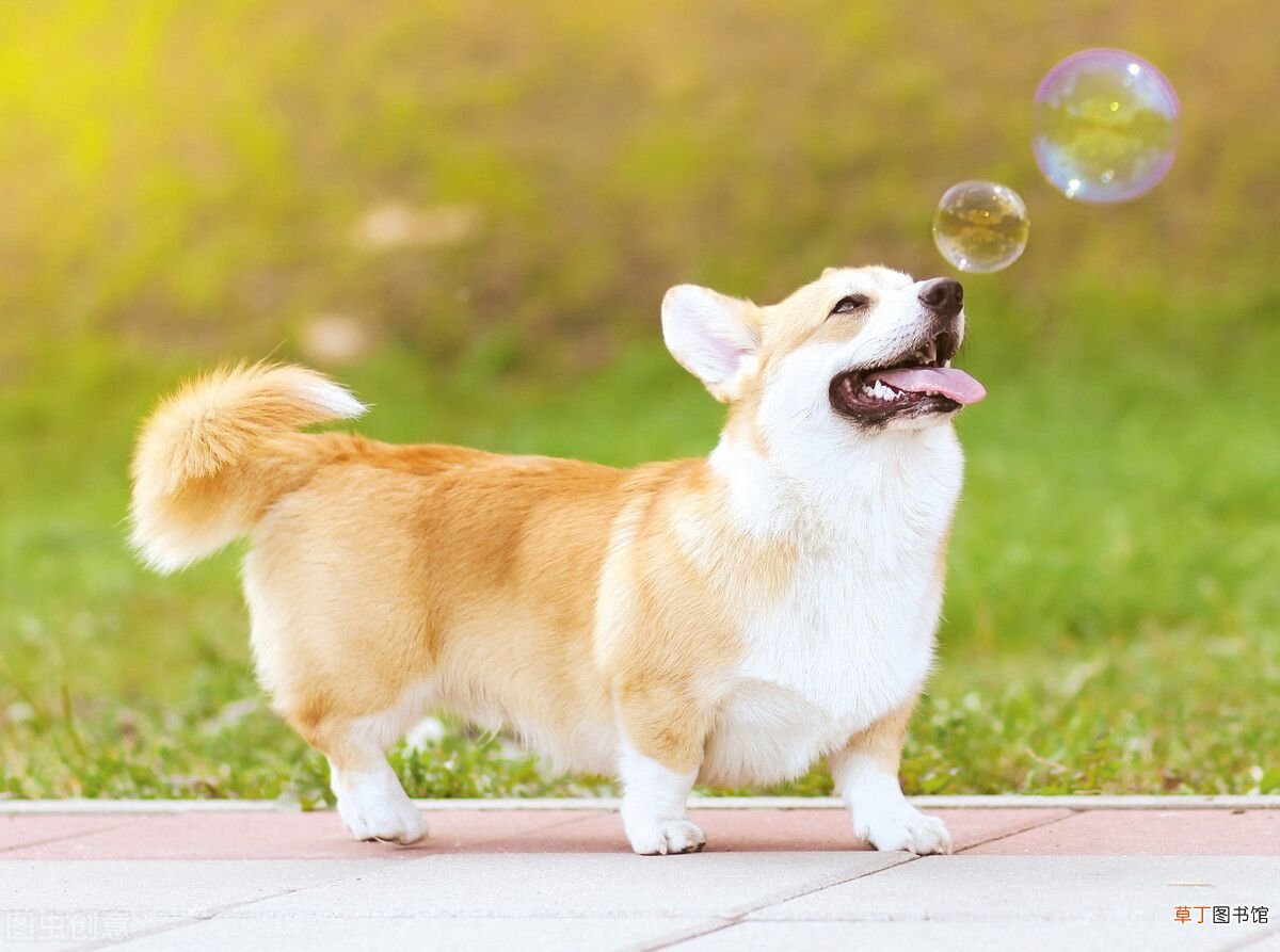 饲养宠物犬的常识 宠物狗知识