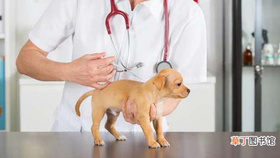 饲养宠物犬的常识 宠物狗知识