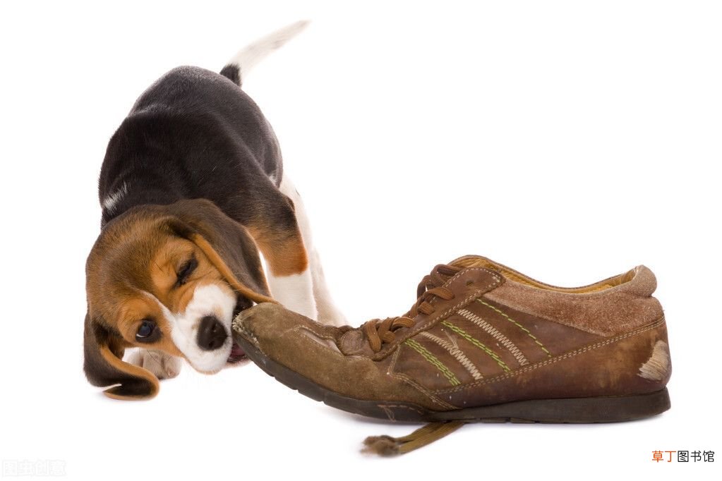 饲养宠物犬的常识 宠物狗知识