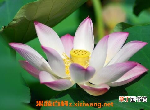 荷花与莲花有什么区别