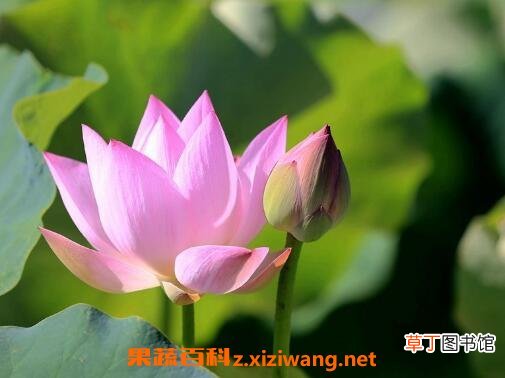 荷花与莲花有什么区别