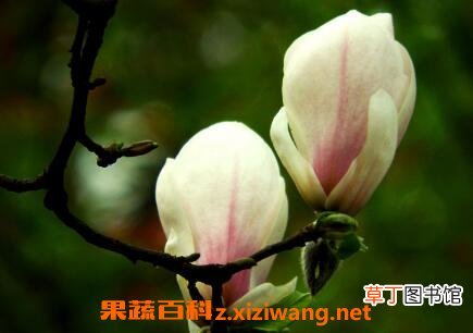 白玉兰花的养殖方法和注意事项