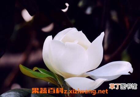 白玉兰花的养殖方法和注意事项