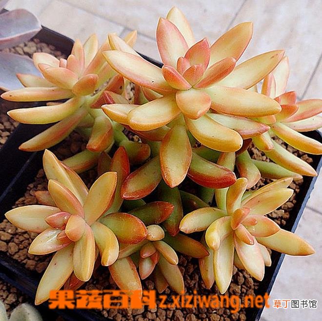 小盆栽铭月的养殖方法及注意事项