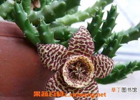 杂色豹皮花养殖方法和注意事项