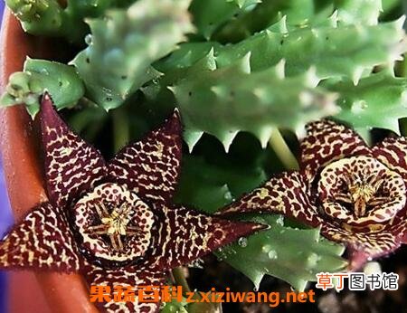 杂色豹皮花养殖方法和注意事项