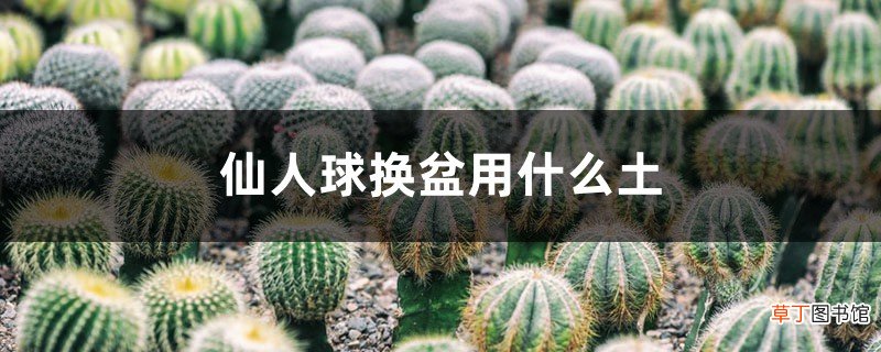 给“仙人球”换盆，用上这个小技巧，能养10年还开花！