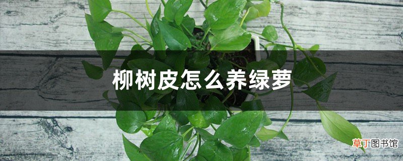 往“绿萝”盆里扔几块小玩意，大白根壮实，绿枝蹿得高！