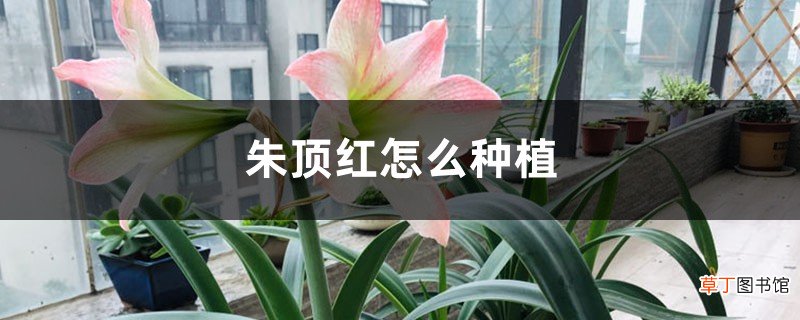 冬天养“朱顶红”，用这“3种”方法繁殖，红花开满屋！