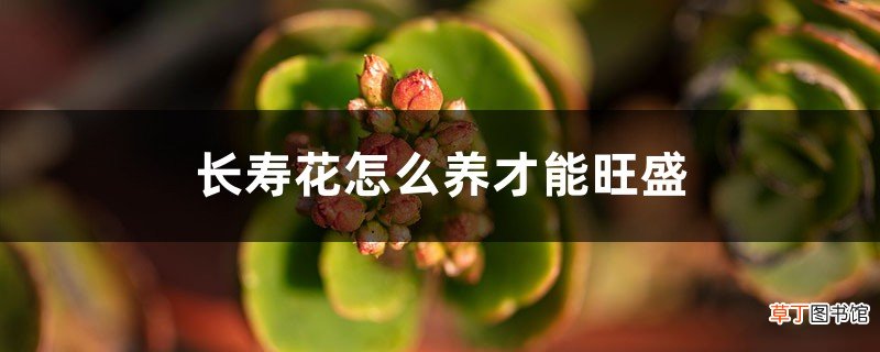 “长寿花”总是开不旺？是你没用对方法，试试这“3招”，花冒满盆开不断