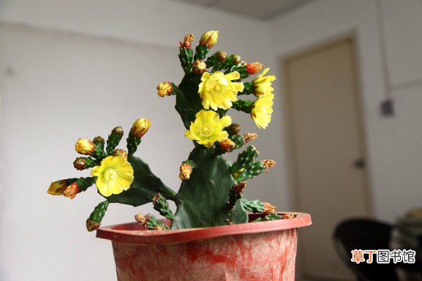 这“药片”2块钱1瓶，浇水用上片，比什么花肥都好用！