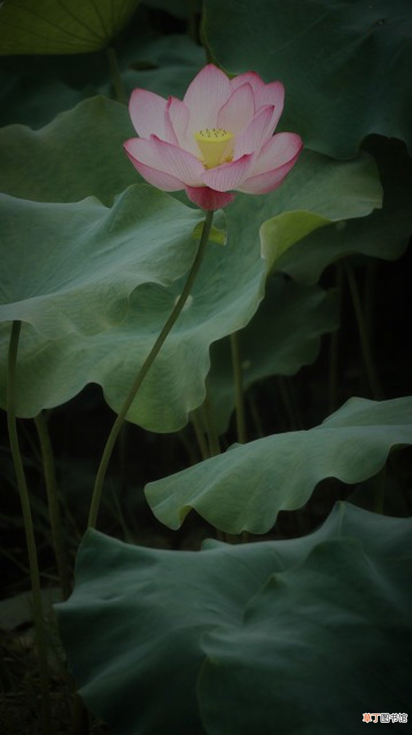 莲花怎么养