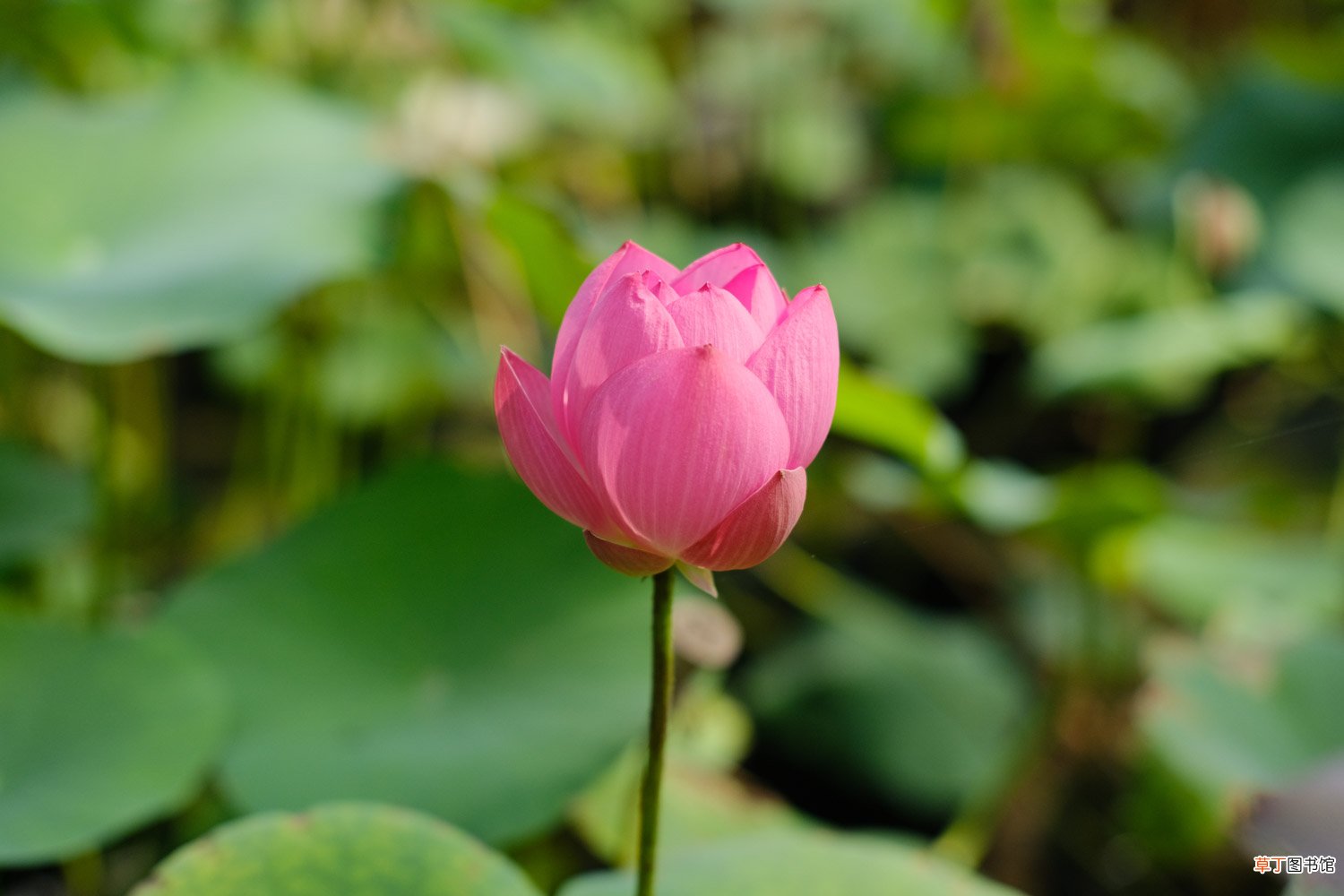 莲花怎么养