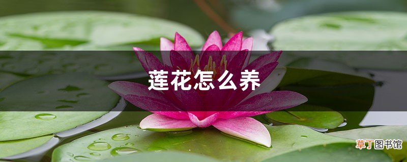 莲花怎么养