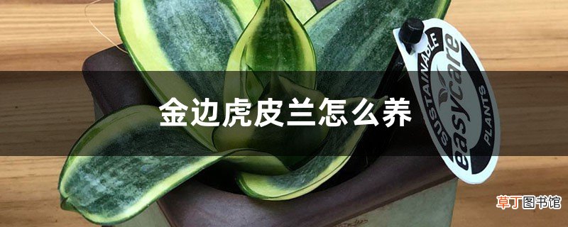 金边虎皮兰怎么养