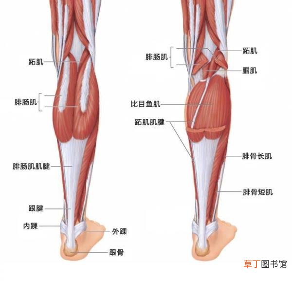 小腿粗是天生的吗 为什么小腿很粗