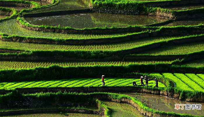 梦见耕田是什么预兆