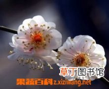 白梅花的作用和功效