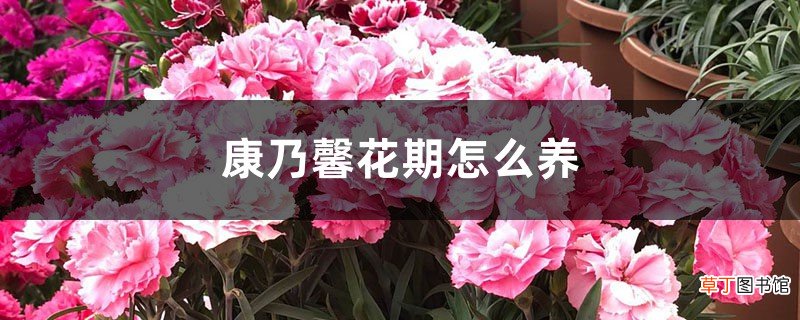 康乃馨花期怎么养