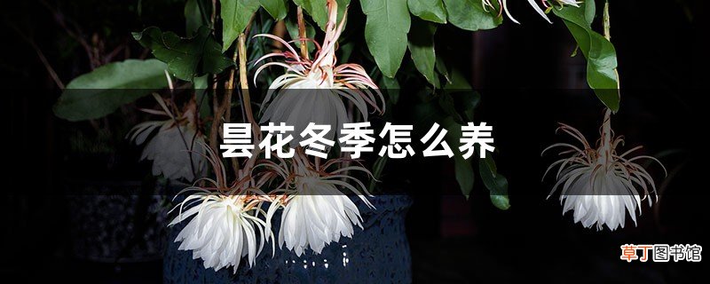 昙花冬季怎么养