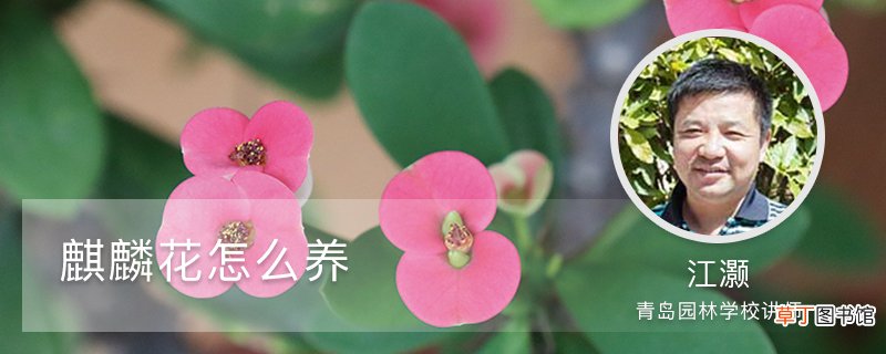 麒麟花怎么养
