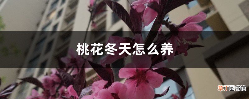 桃花冬天怎么养