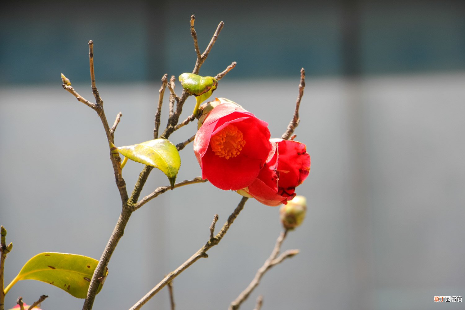 养“茶花”时，仔细注意这“3点”，花期开花开满枝，赛过牡丹