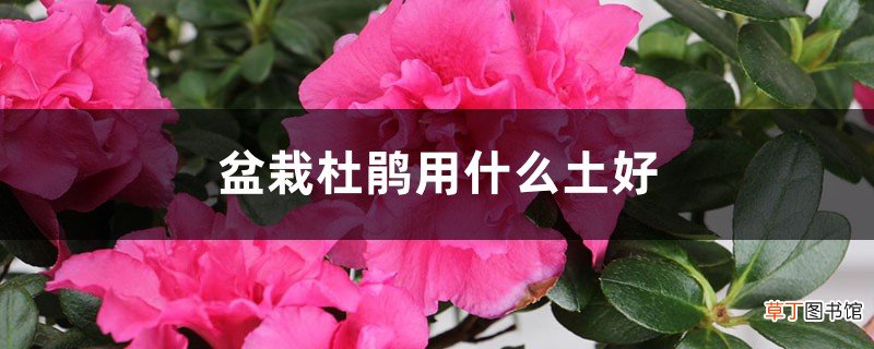 盆栽杜鹃用什么土好