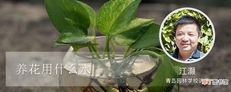 养花用什么水