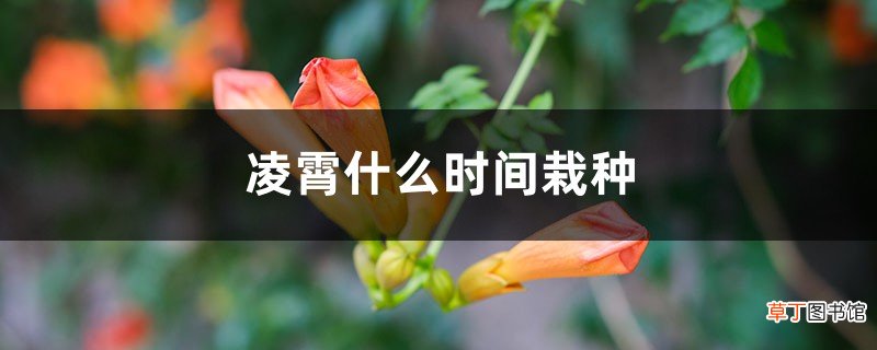 凌霄什么时间栽种