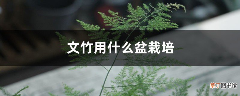 文竹用什么盆栽培