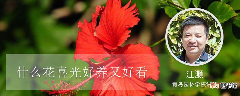什么花喜光好养又好看